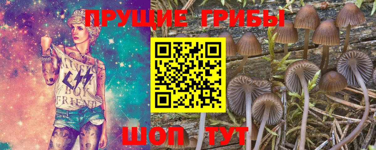 Галлюциногенные грибы прущие грибы  Вход с VPN  Галлюциногенные грибы Psilocybe  Ирбит 